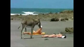 Video de burro calenturiento