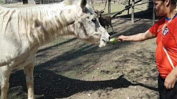 Penes de caballo