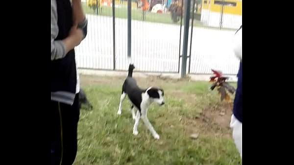 Perros teniendo sexo