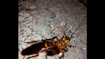 Cockroach porn